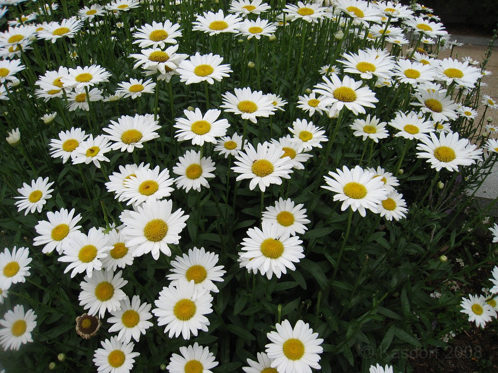 Wash DC 2009 3165.jpg - A 4th of July trip to Washington DC in 2009 to see the museums, memorials and fireworks.